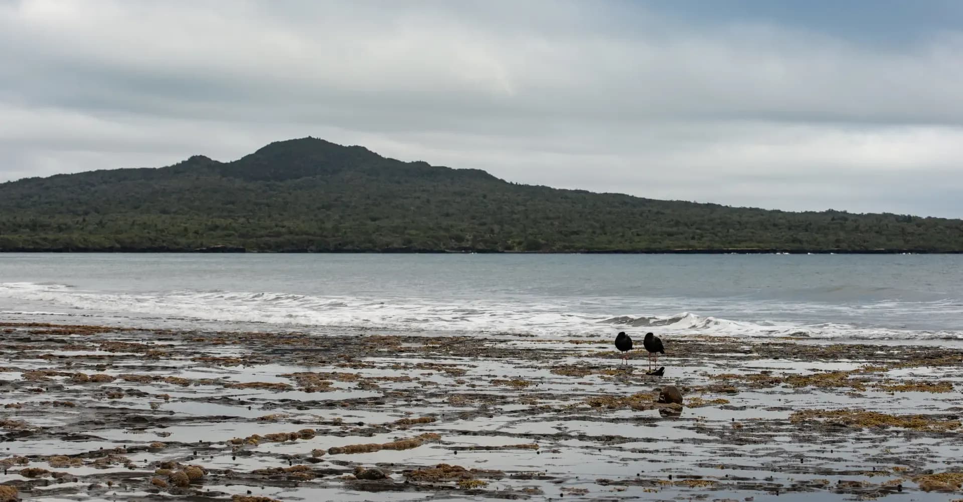About Ngāi Tai Tāmaki