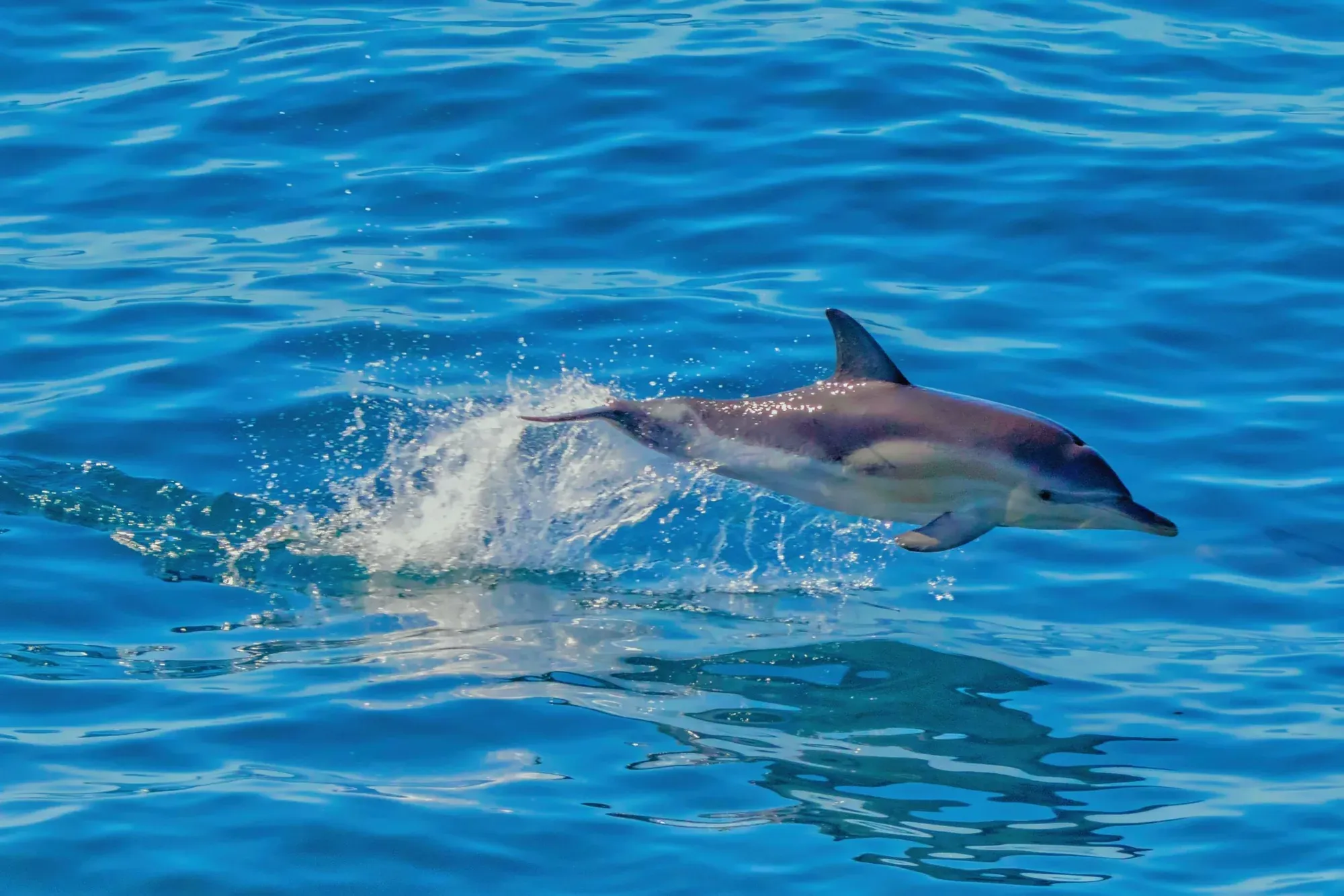 Whale & Dolphin Cruise